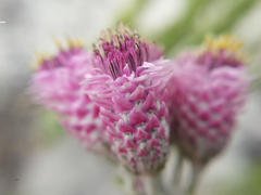 Lachnospermum umbellatum