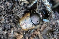 Onthophagus coenobita