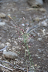 Poa alpigena