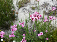 Lachnospermum umbellatum