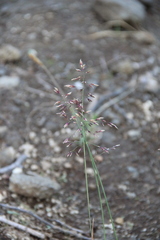 Poa alpigena