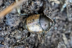 Onthophagus coenobita