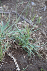 Poa alpigena