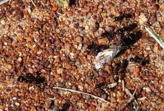 Messor capensis