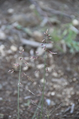 Poa alpigena