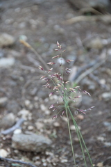 Poa alpigena
