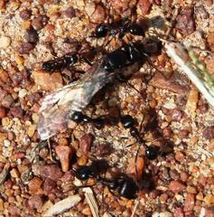 Messor capensis