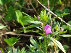 Misopates orontium orontium
