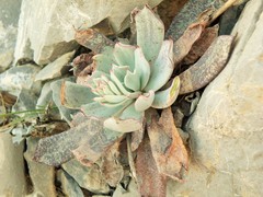 Echeveria strictiflora