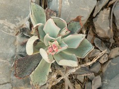 Echeveria strictiflora
