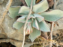 Echeveria strictiflora