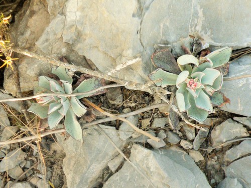 Image of Echeveria strictiflora by (c) amantedarmanin, some rights reserved (CC BY)