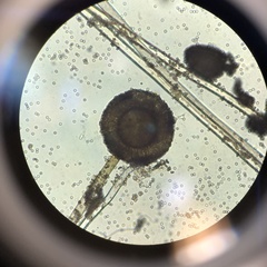 Aspergillus niger