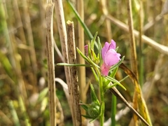 Misopates orontium orontium
