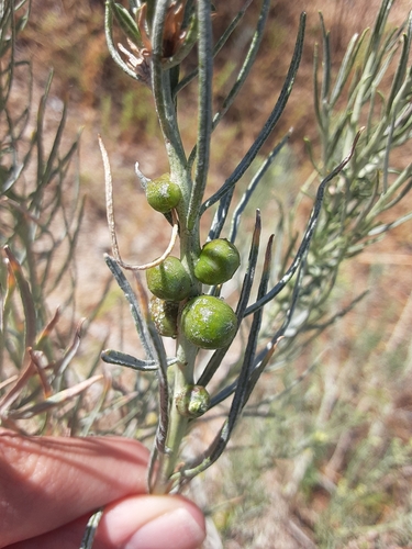 Bubble-gall tephritid