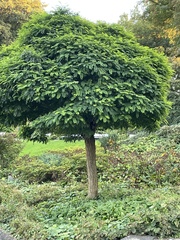 Robinia pseudoacacia