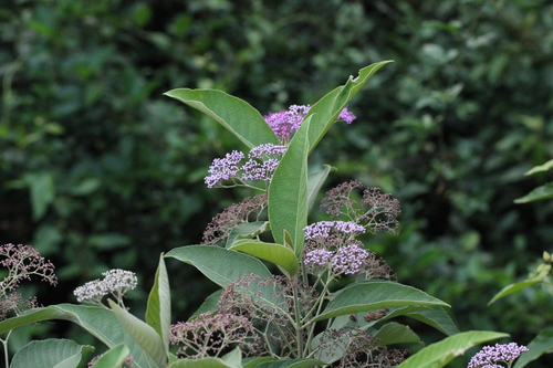 Callicarpa nudiflora, photograph 2