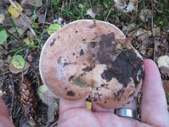 Lactarius hysginus
