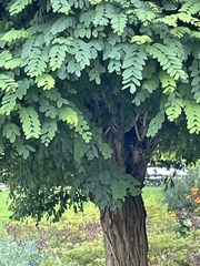 Robinia pseudoacacia