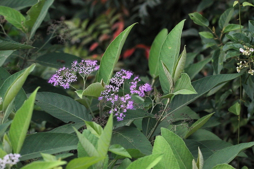 Callicarpa nudiflora, photograph 1