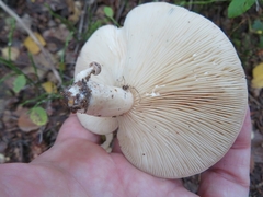Lactarius hysginus