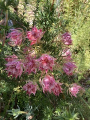 Serruria florida × rosea
