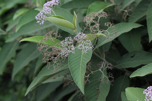 Callicarpa nudiflora, photograph 3