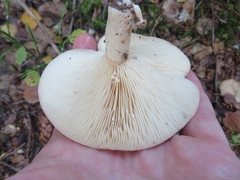 Lactarius hysginus