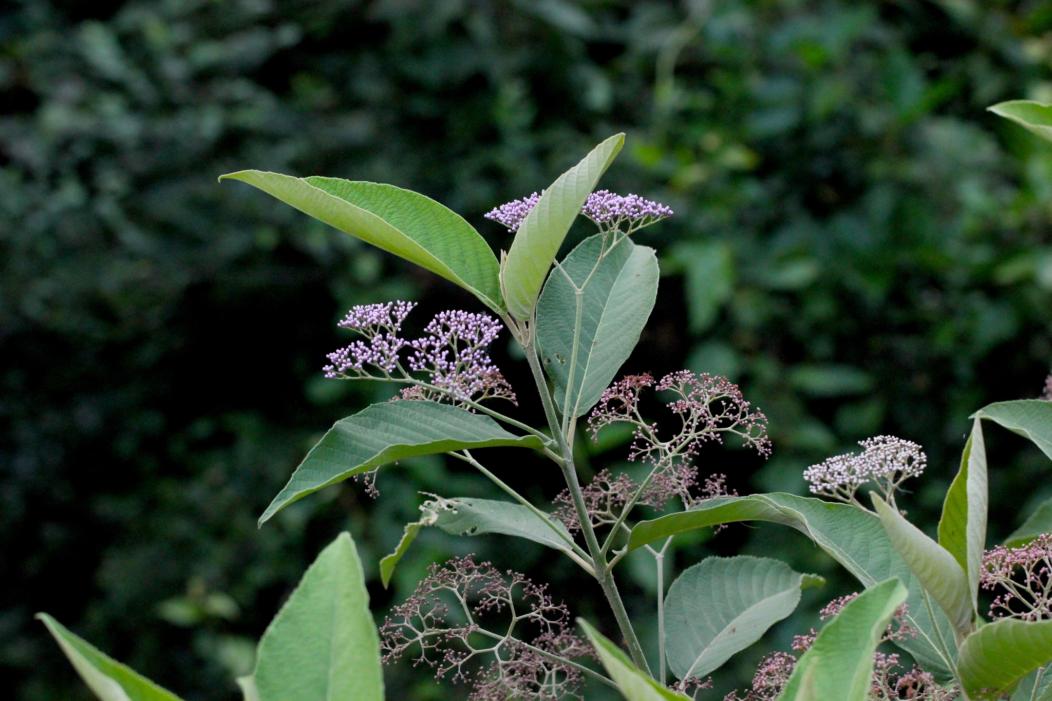 Callicarpa nudiflora