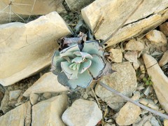 Echeveria strictiflora
