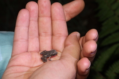 Eleutherodactylus nitidus