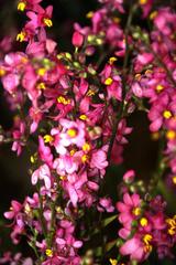 Ixia scillaris scillaris