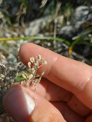 Odontarrhena tortuosa