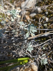 Odontarrhena tortuosa