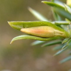 Oligotrophus juniperinus