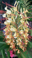 Hedychium gardnerianum