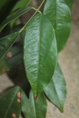 Andira inermis