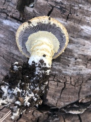Stropharia scabella