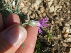 Centaurea sterilis