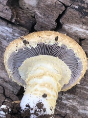 Stropharia scabella