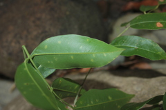 Andira inermis