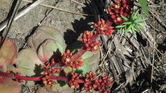 Crassula compacta