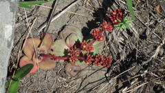 Crassula compacta