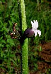 Cyphia bolusii image