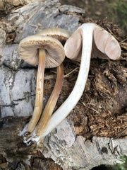 Pluteus plautus