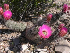Echinocereus chisosensis