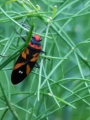 Lygaeus analis