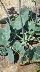 Senecio oxyriifolius