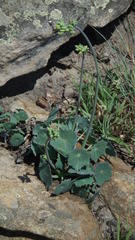 Senecio oxyriifolius