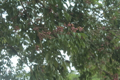 Andira inermis